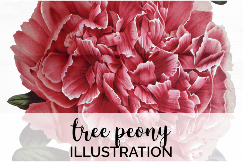 peony-clipart