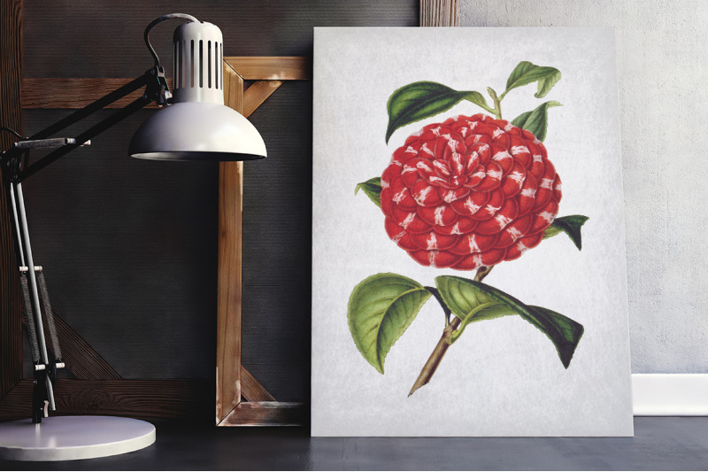 camellia-red-flowers