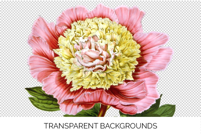 peony-clipart