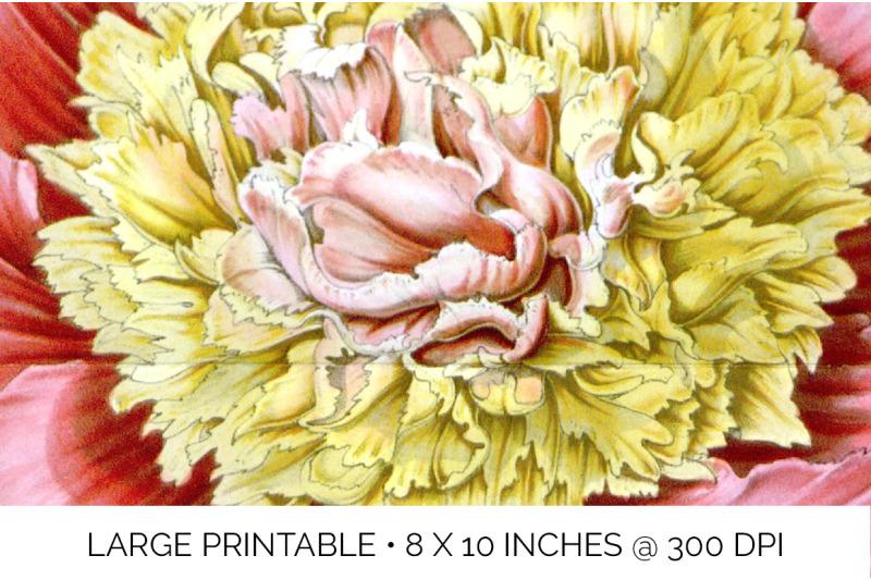 peony-clipart