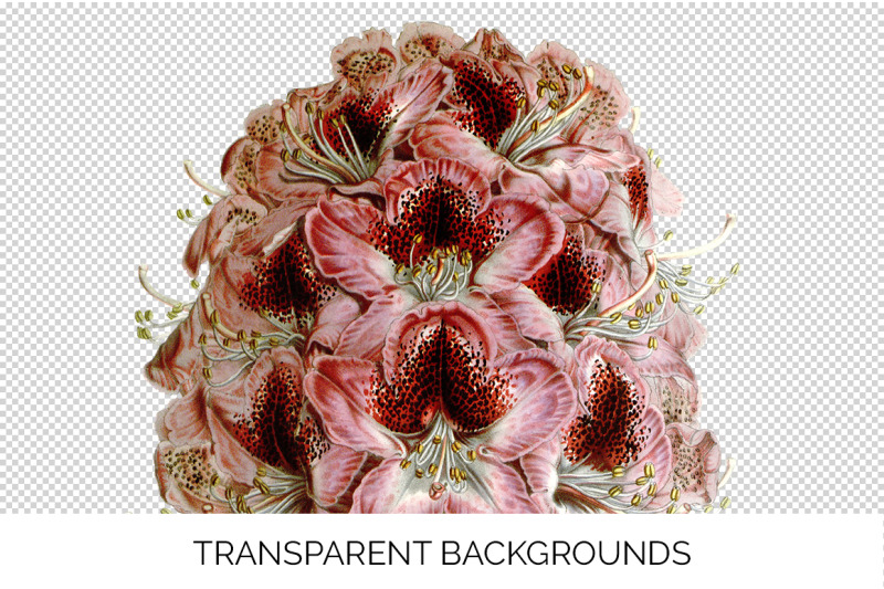 flower-rhododendron-flower