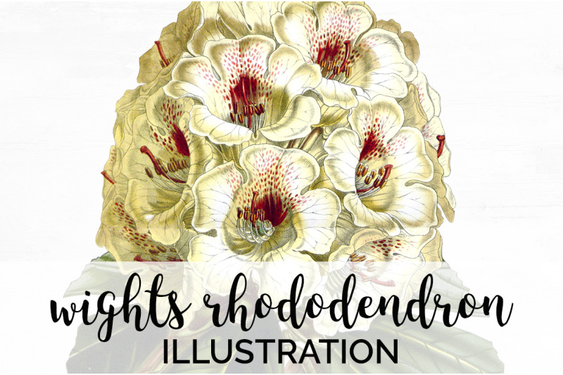 rhododendron-clipart