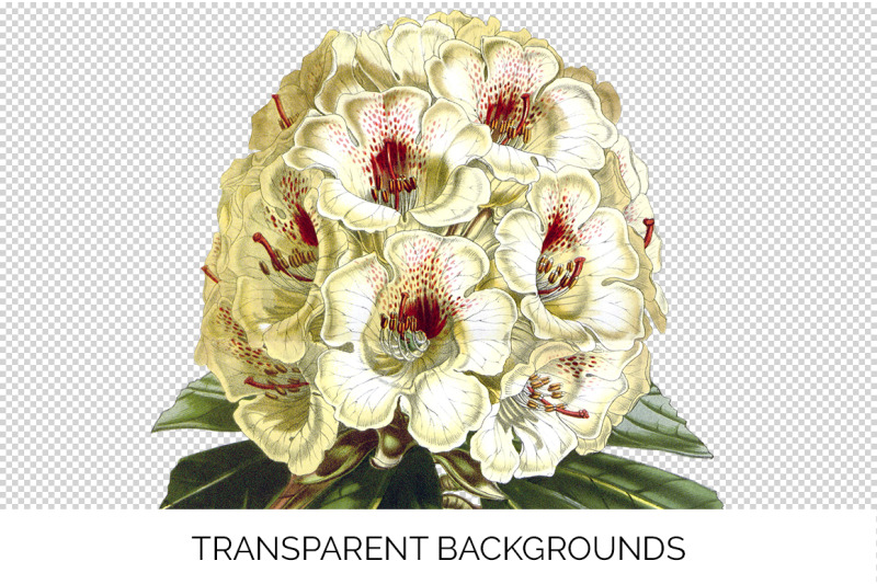 rhododendron-clipart