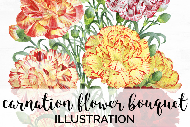 bouquet-carnation-clipart