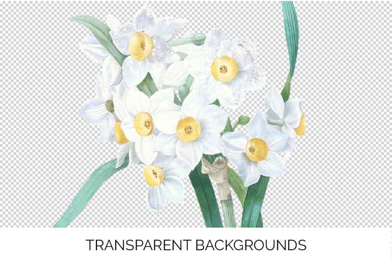 daffodil-clipart