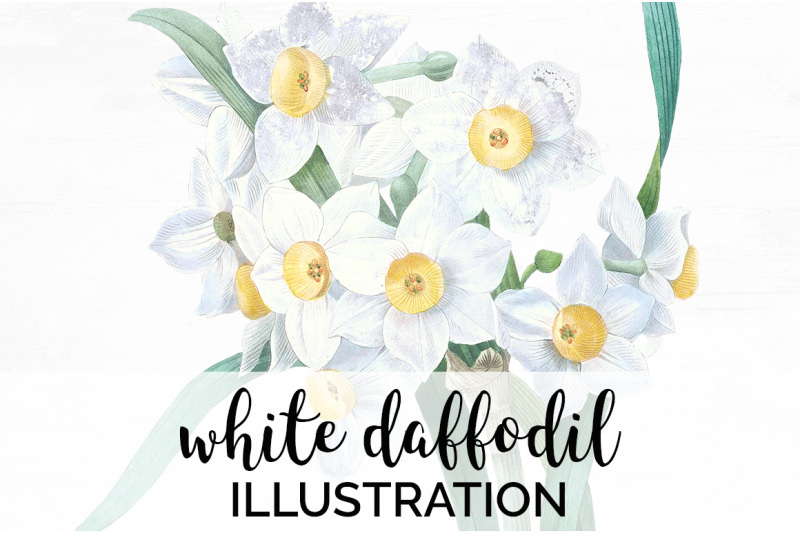 daffodil-clipart