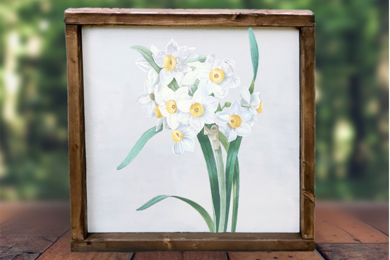 daffodil-clipart