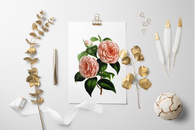 camellia-clipart