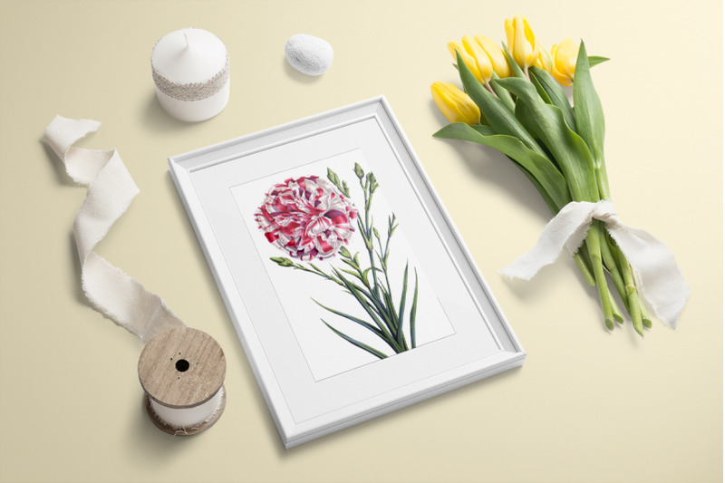 carnation-clipart