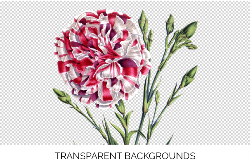 carnation-clipart