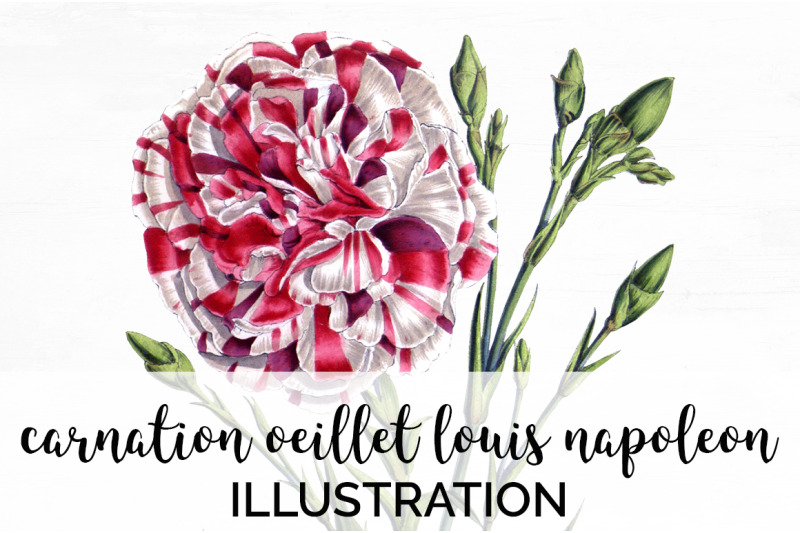 carnation-clipart