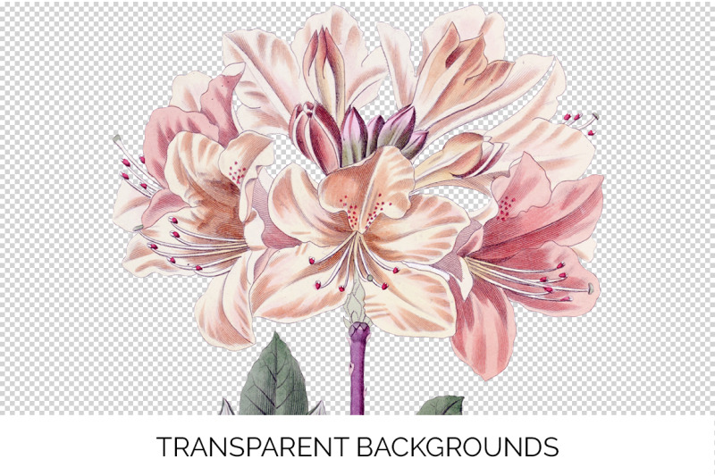 azalea-clipart