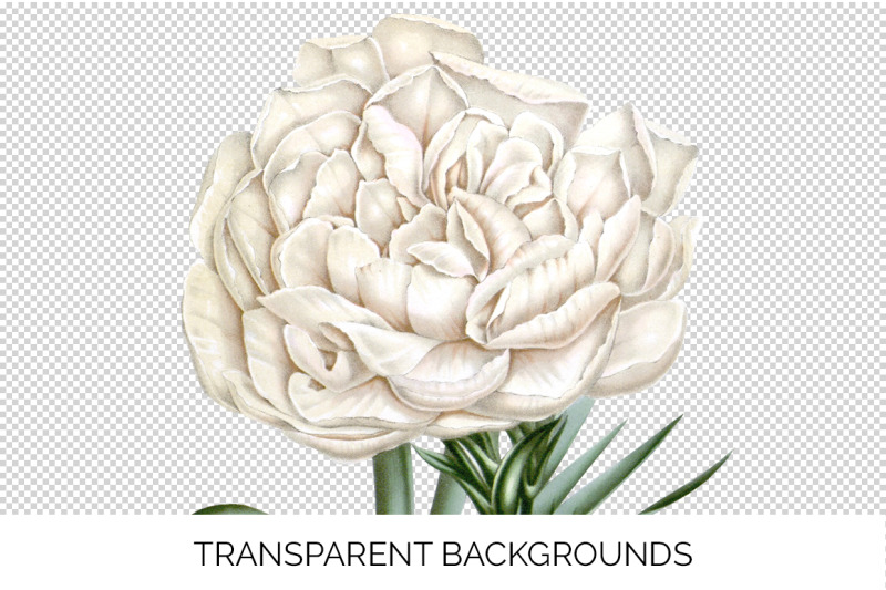 carnation-clipart