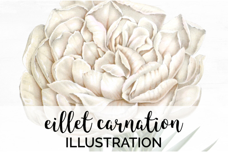 carnation-clipart