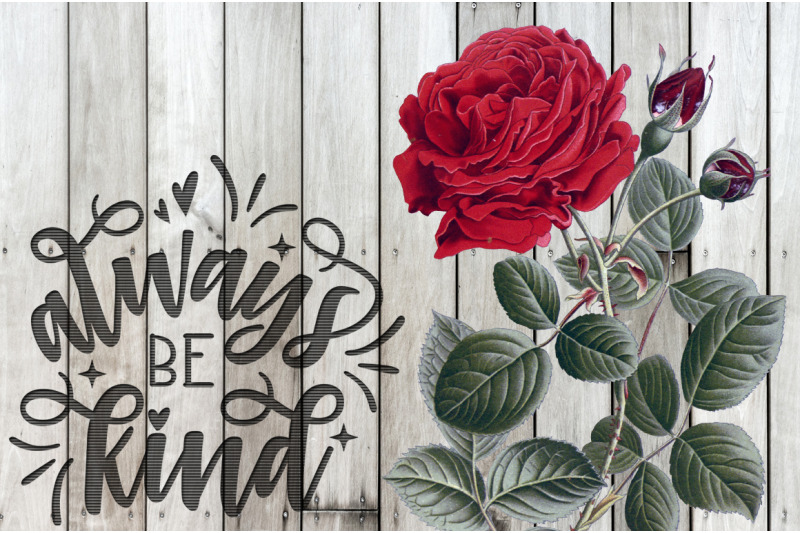 red-rose-clipart