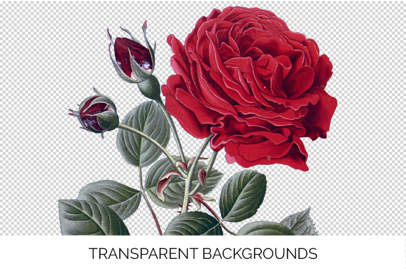 red-rose-clipart