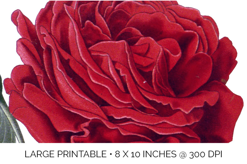 red-rose-clipart