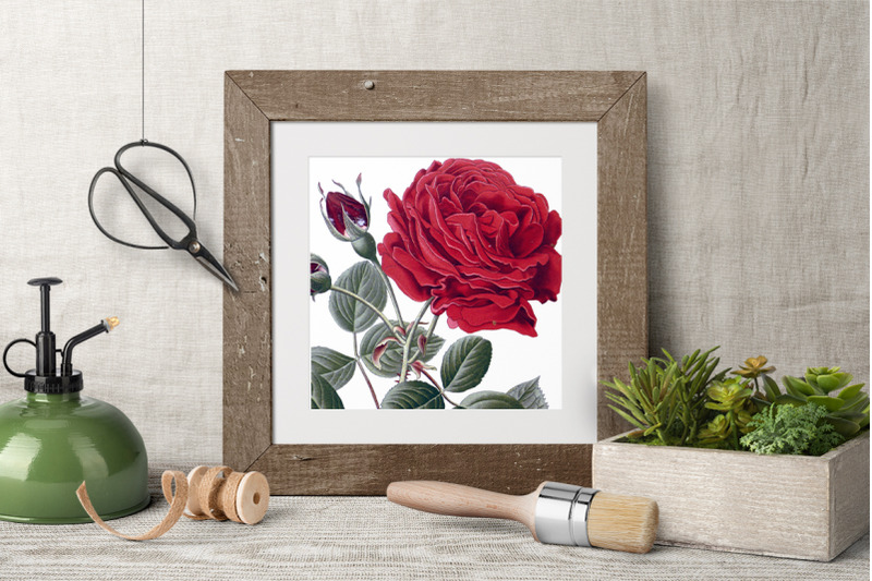 red-rose-clipart