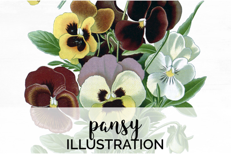 pansy-clipart-flowers