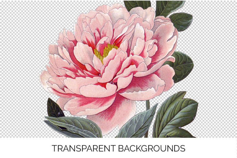 peony-clipart