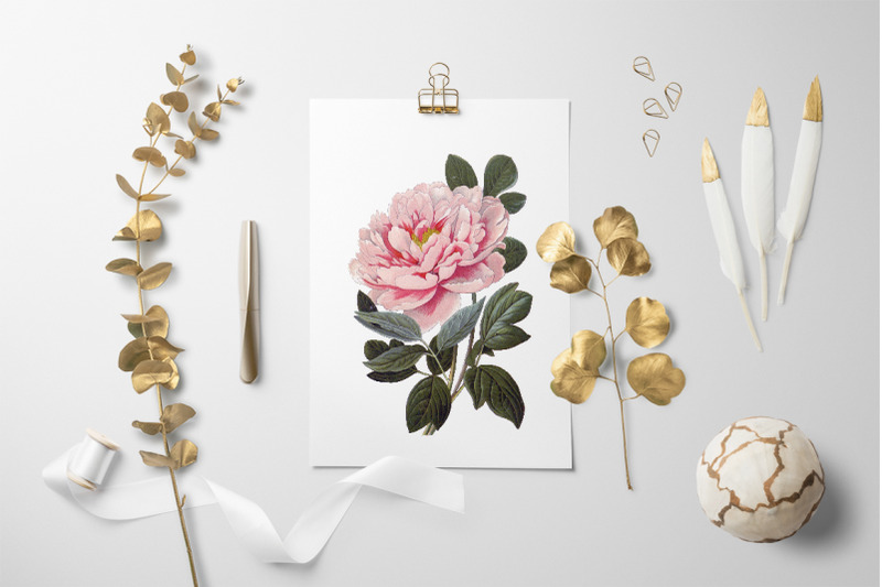 peony-clipart