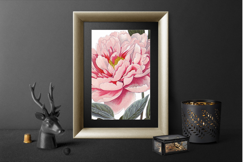 peony-clipart