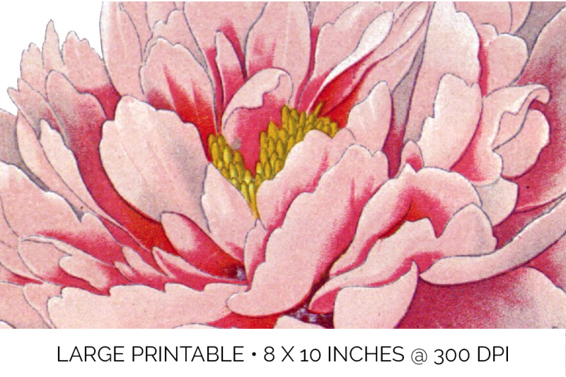 peony-clipart