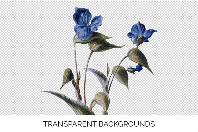 blue-flowers-clipart