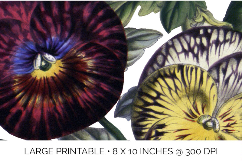 pansies-clipart