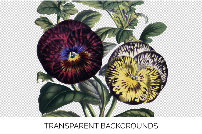 pansies-clipart