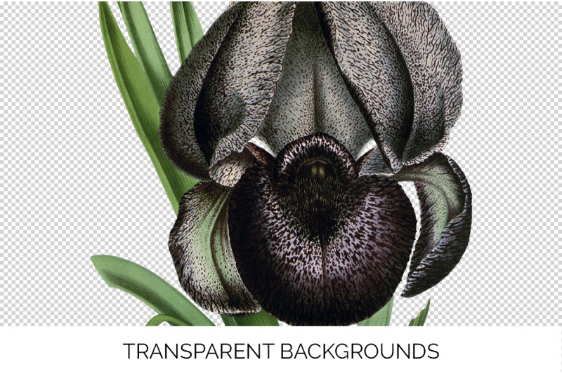 iris-clipart