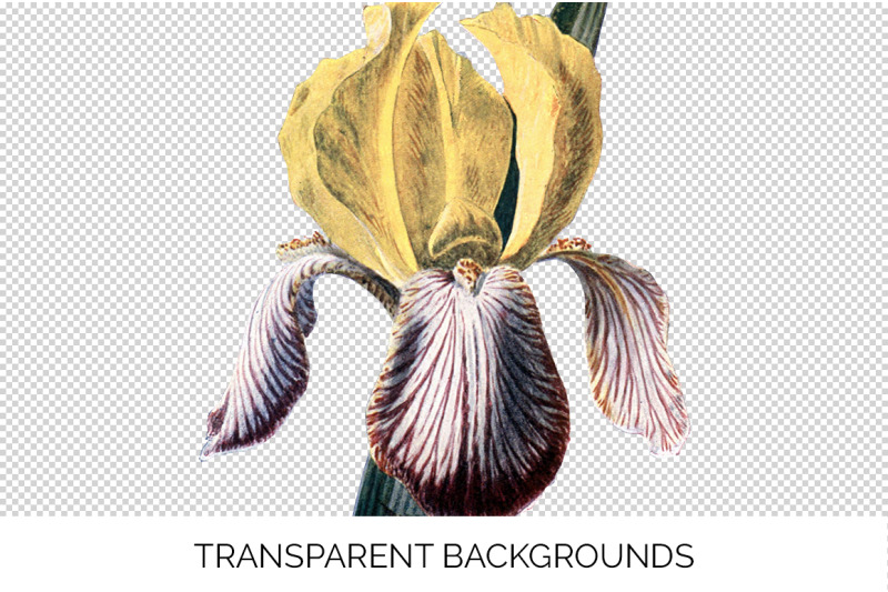 iris-clipart