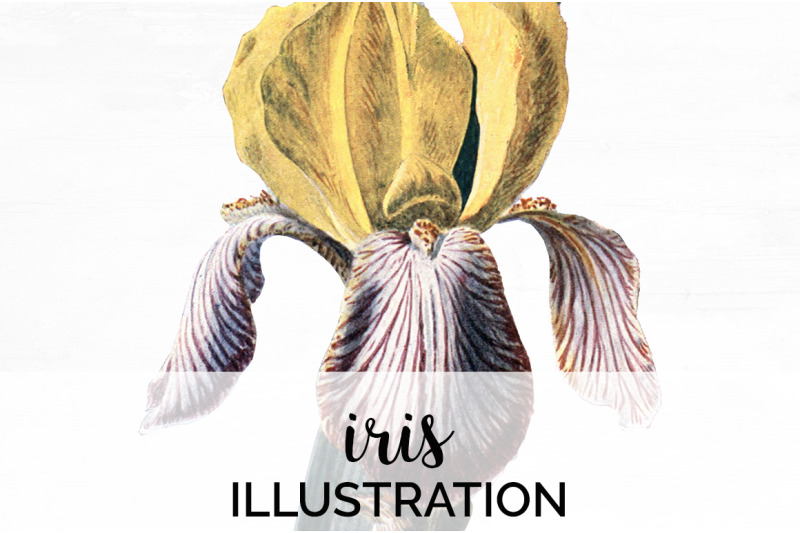 iris-clipart