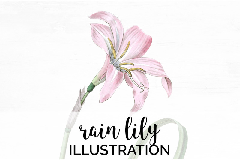 lily-clipart