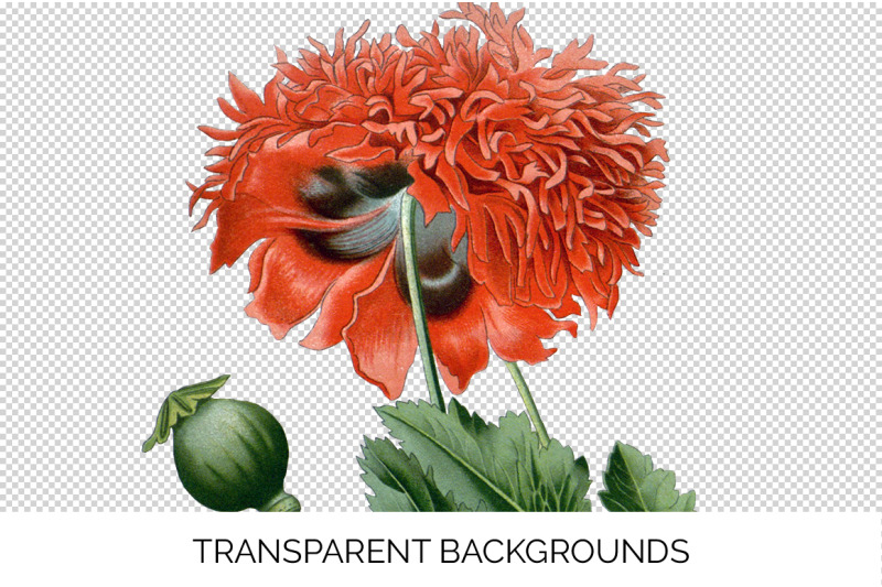 poppy-clipart