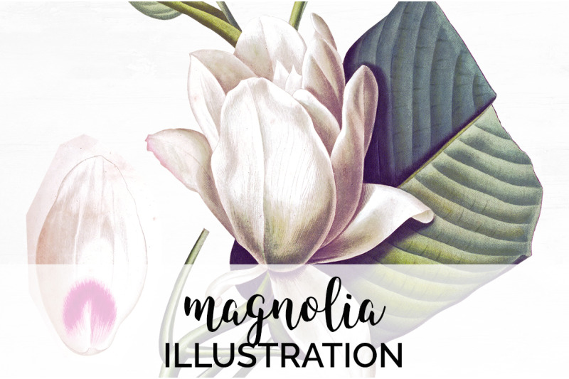 magnolia-clipart