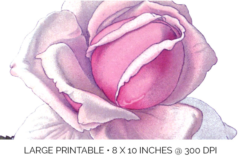 pink-rose-clipart