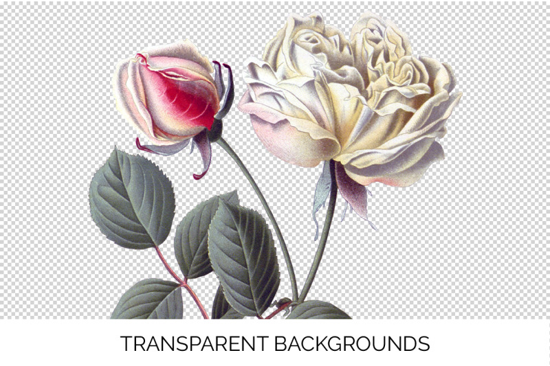 roses-clipart