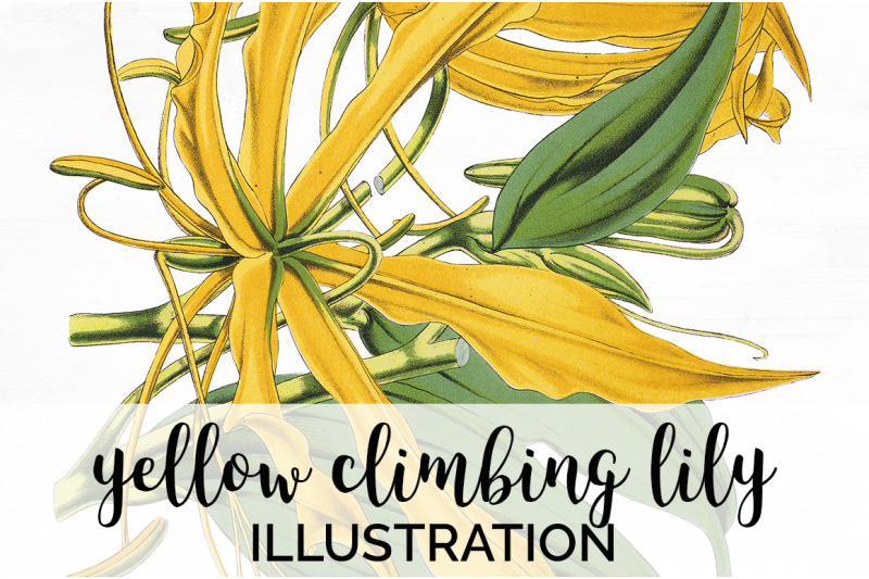 yellow-flowers-clipart