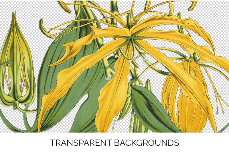 yellow-flowers-clipart