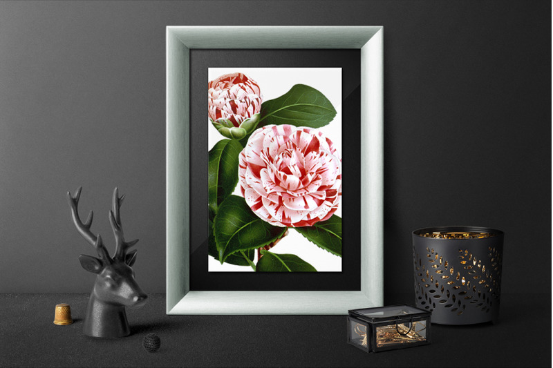 camellia-pink-flowers