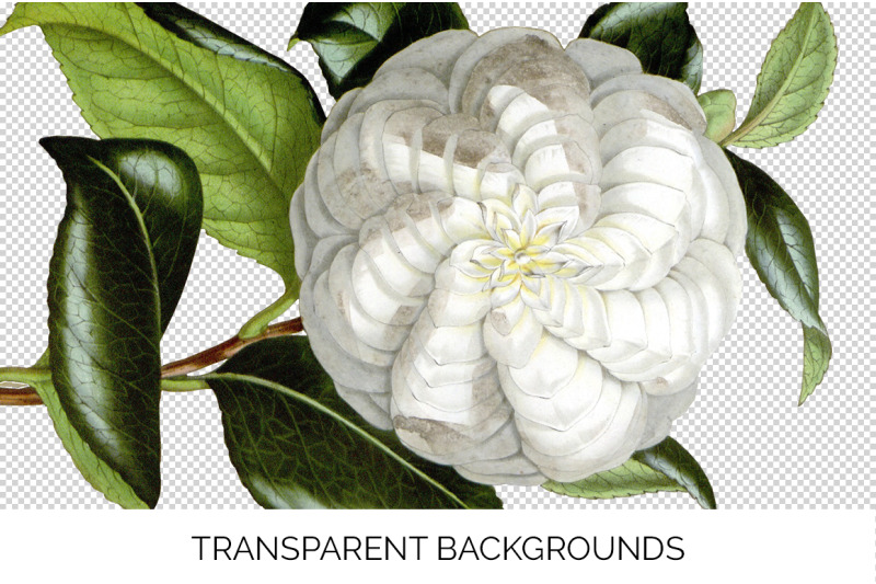 white-flower-clipart