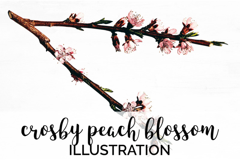 peach-blossom-clipart