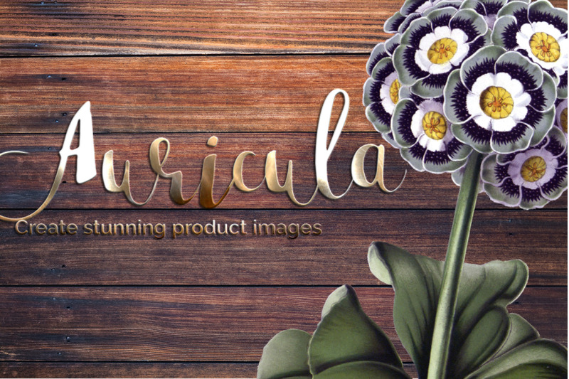 auricula-flowers-clipart