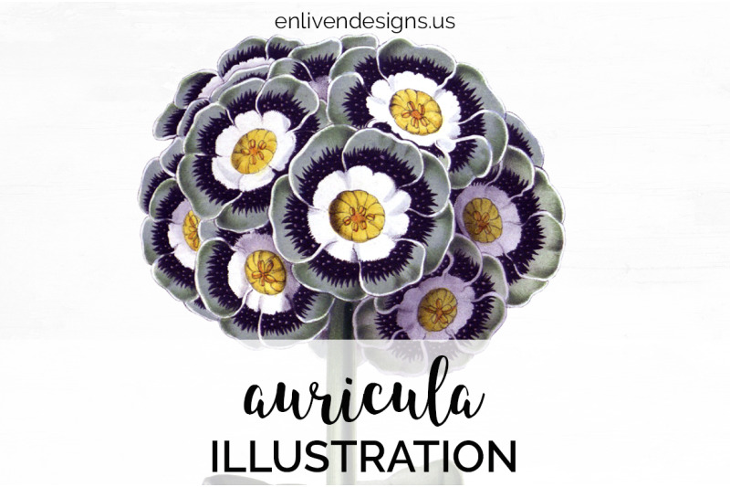 auricula-flowers-clipart