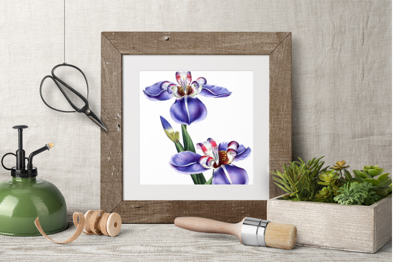 purple-flowers-clipart