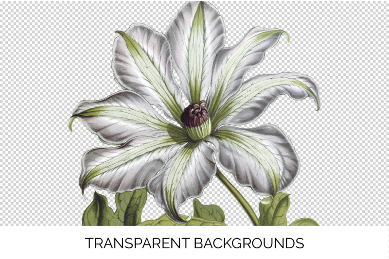 clematis-flowers-clipart