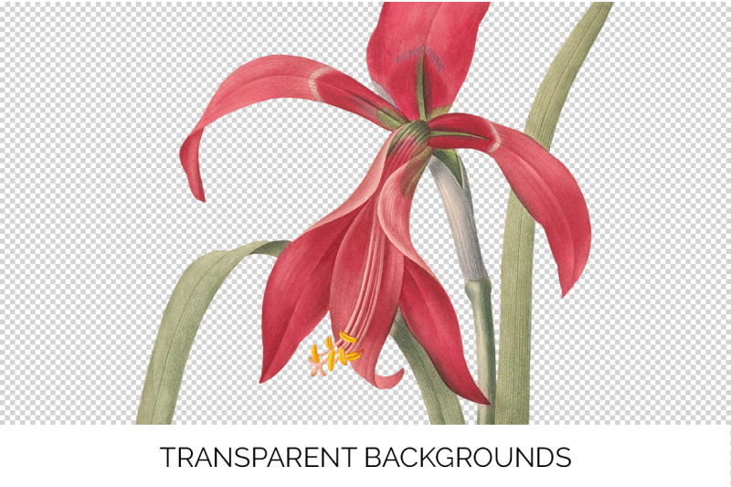 red-amaryllis-flower-clipart