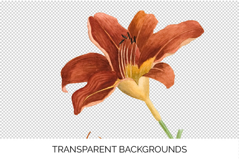 lily-clipart