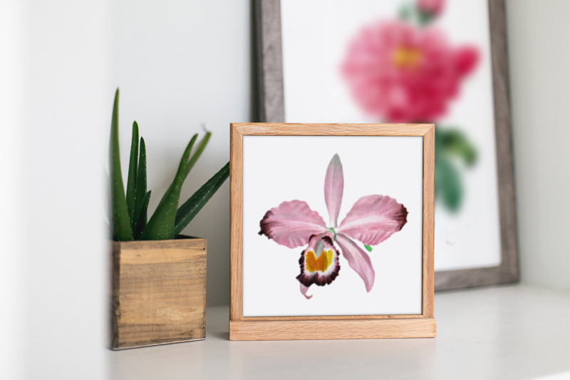 orchid-clipart